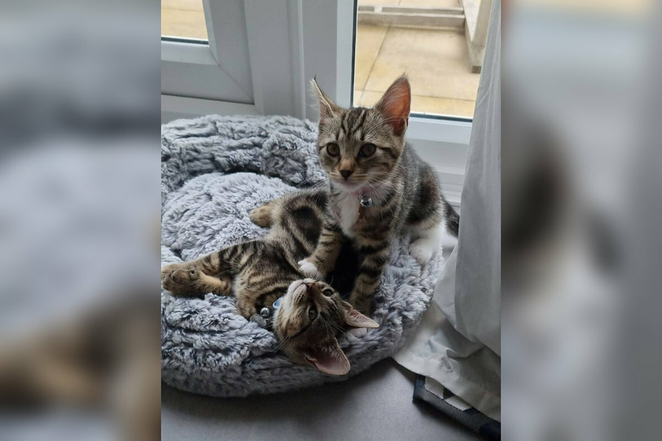 Toulouse and his sister Mila are now healthy and doing well.