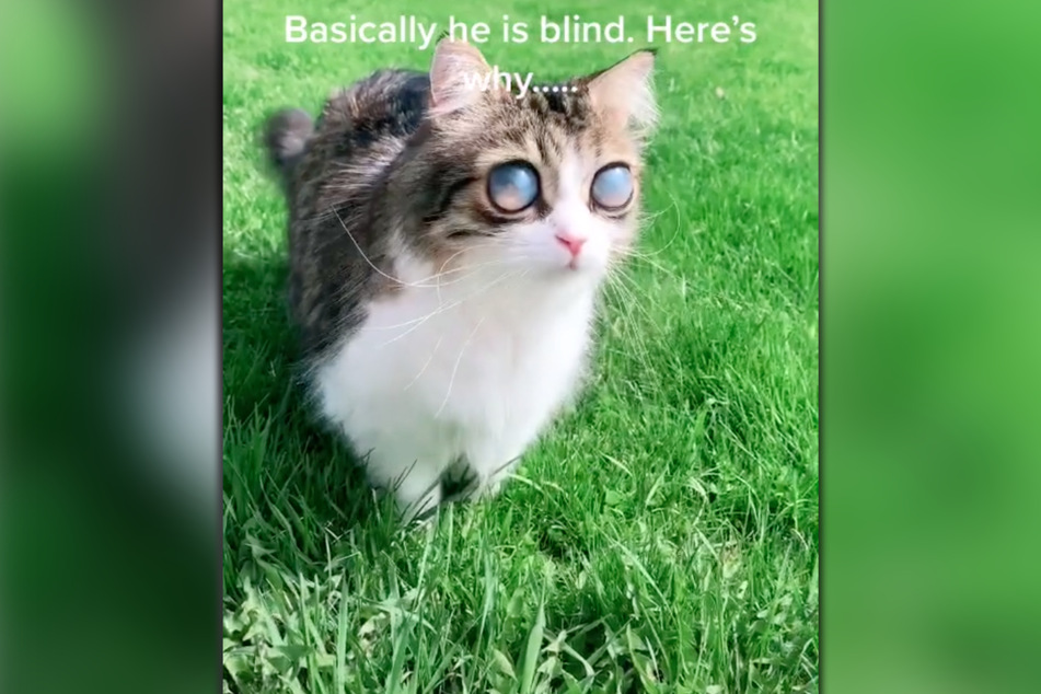Pico the cat (9) has been blind for five years.