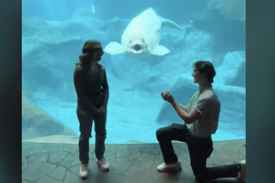 This beluga whale hilariously crashed a romantic proposal!