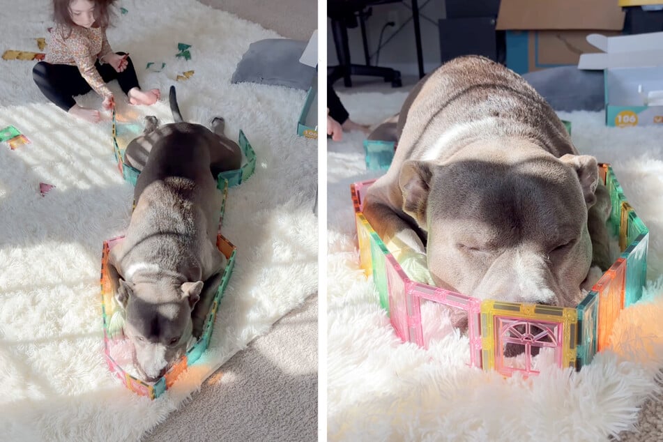 The American Bully named Hippo clearly loves to play with his little human. The dog's patience during playtime has gone totally viral.