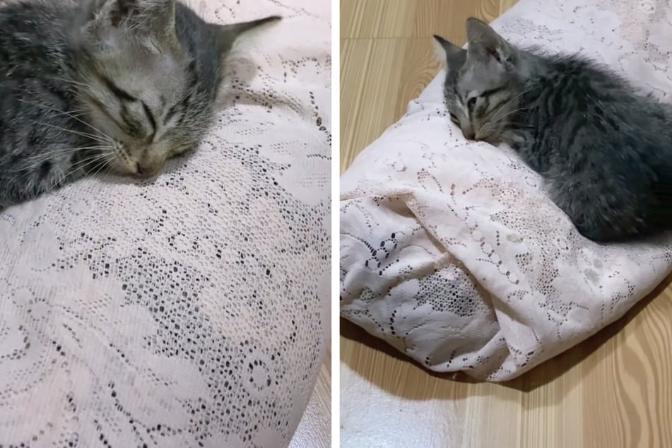 Kitten mourns its mother in heartbreaking viral video: "'it's okay, mama"