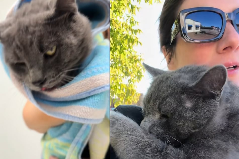 Fiona Begg made sure to bring the injured cat to the vet right away.