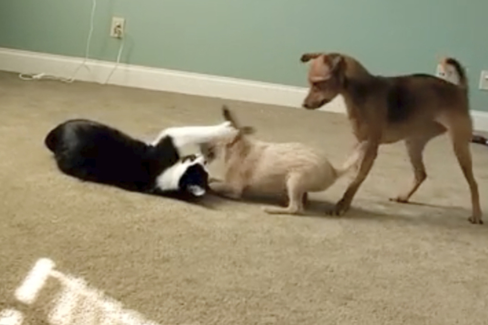Dog and cat meet the newest family member: their reaction makes everyone laugh