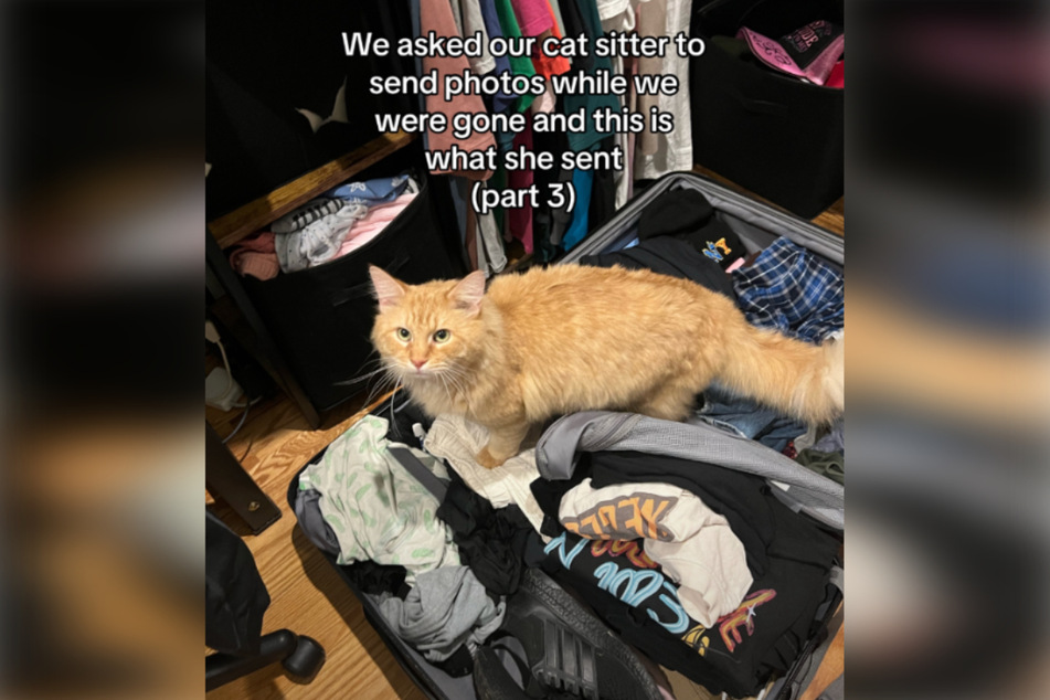 Pumpkin is even allowed to rummage through Zoë's clothes when he visits her!