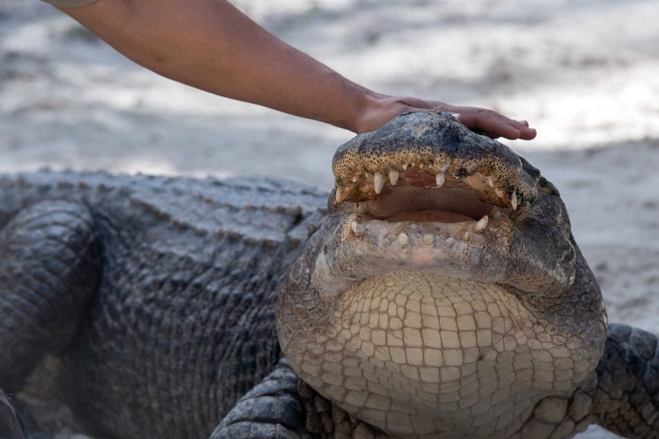 Florida man loses a limb in horrific alligator attack outside bar