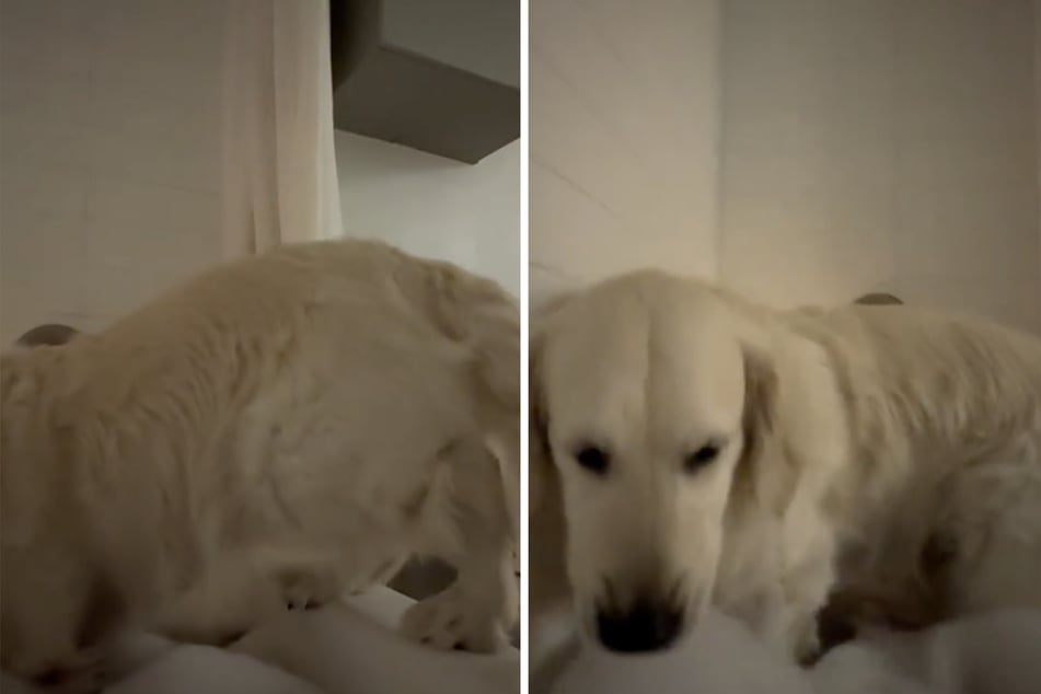 Without further ado, the golden retriever made himself comfortable in the bathtub.
