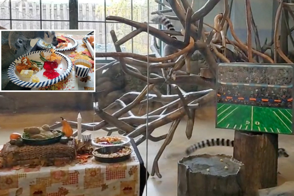 Lemurs at an Illinois Zoo indulged in quite the Thanksgiving feast!