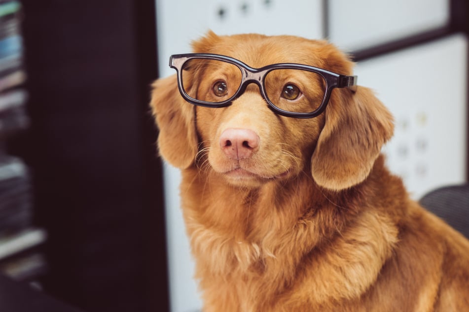 It's heartbreaking when your usually-smart dog starts stumbling.