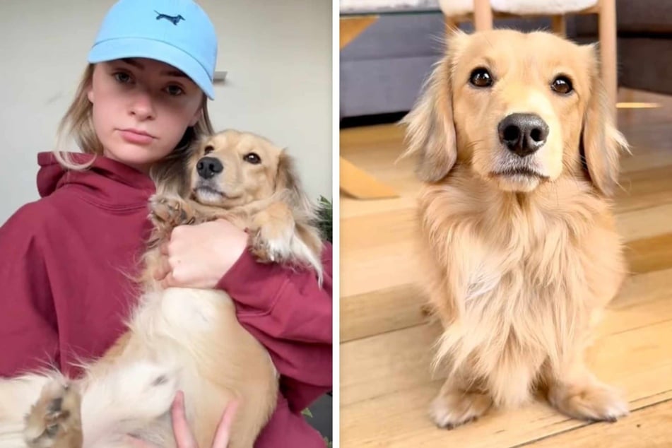 Dachshund-Golden Retriever mix has the cutest overreaction to his bed being "taken away"