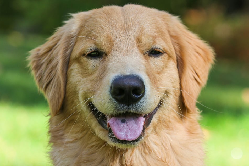 Look at this good boy! Isn't he just the most beautiful blonde dog in the world?
