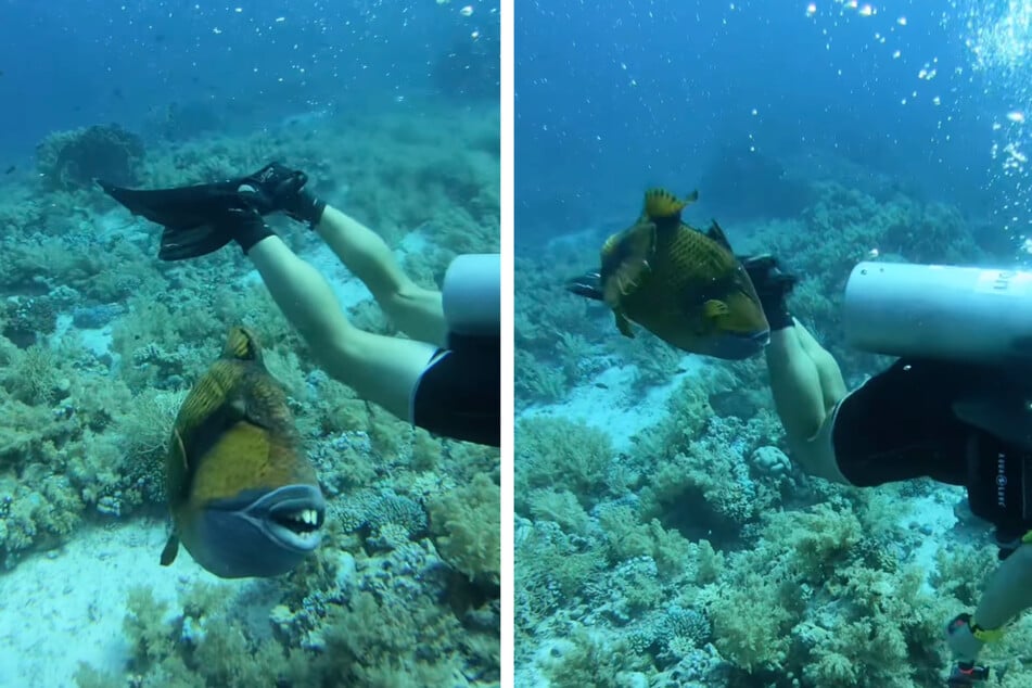 This triggerfish attacked as soon as the diver strayed into its territory.