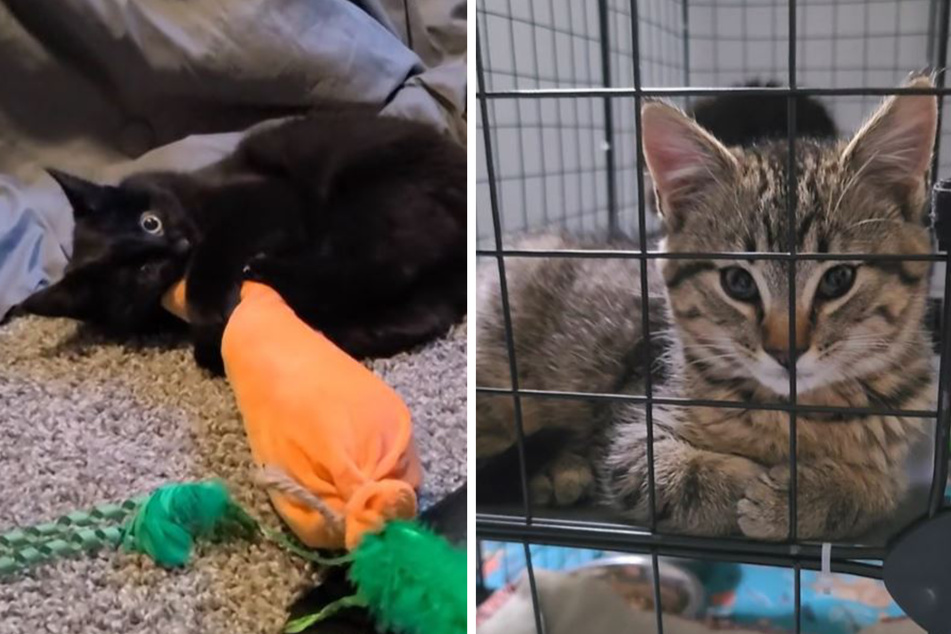 Cat distribution system strikes again for woman mourning her elderly kitty!