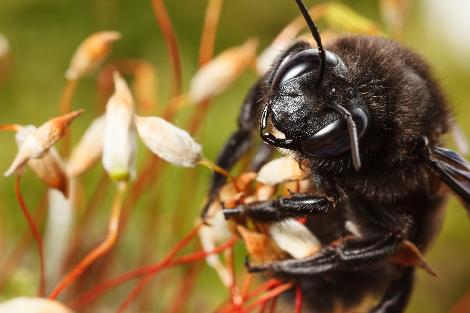 What is the largest bee in the world?