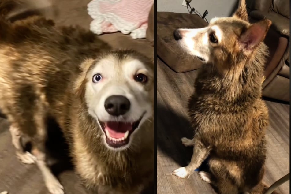 The dognapper dyed Sadie's fur and kept her hidden away.