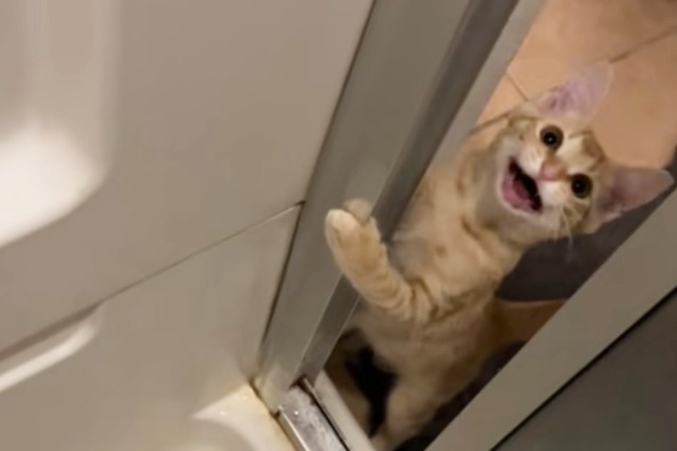 Rescue cat's shower invasion has TikTokers crying with laughter!