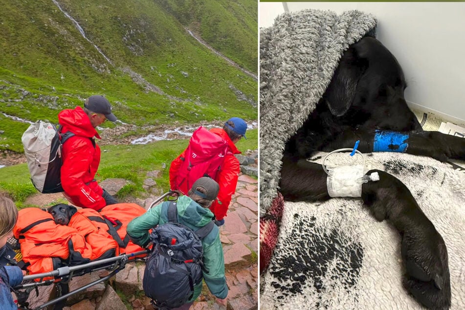 The Lochaber Mountain Rescue Team took Labrador dog Tokyo to the vet after she collapsed.