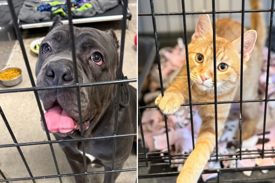 Minnesotan pets need help after ICE Surge.