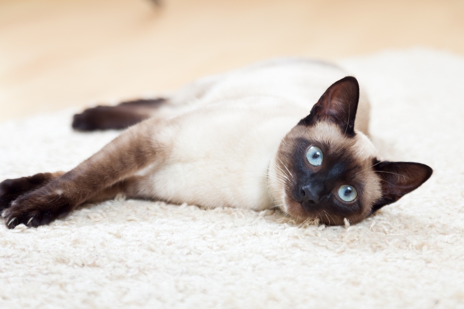 The Siamese cat is a cat with blue eyes and a special coat pattern.