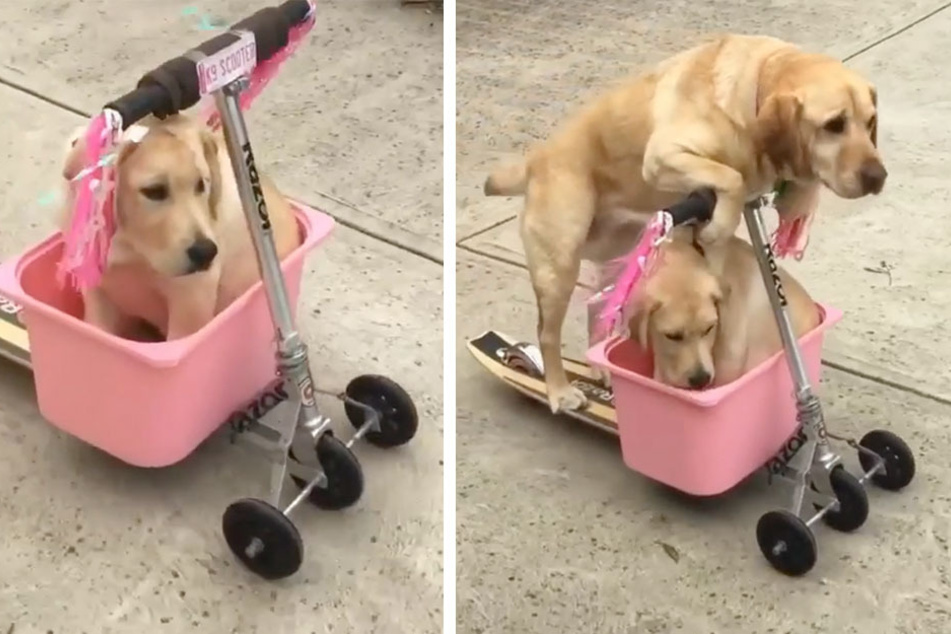 Adorable therapy dog takes her brother on a rootin'-scootin' ride!