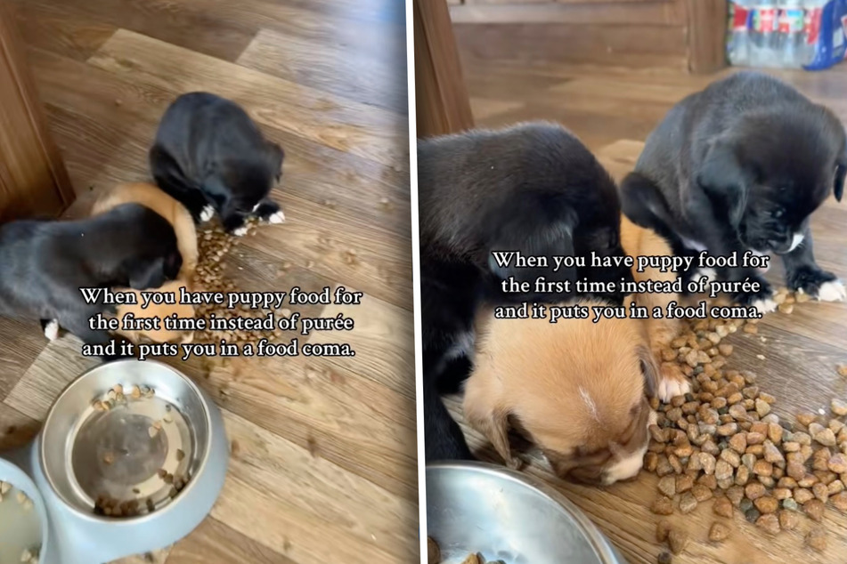 The puppies couldn't keep their eyes open after the big meal!