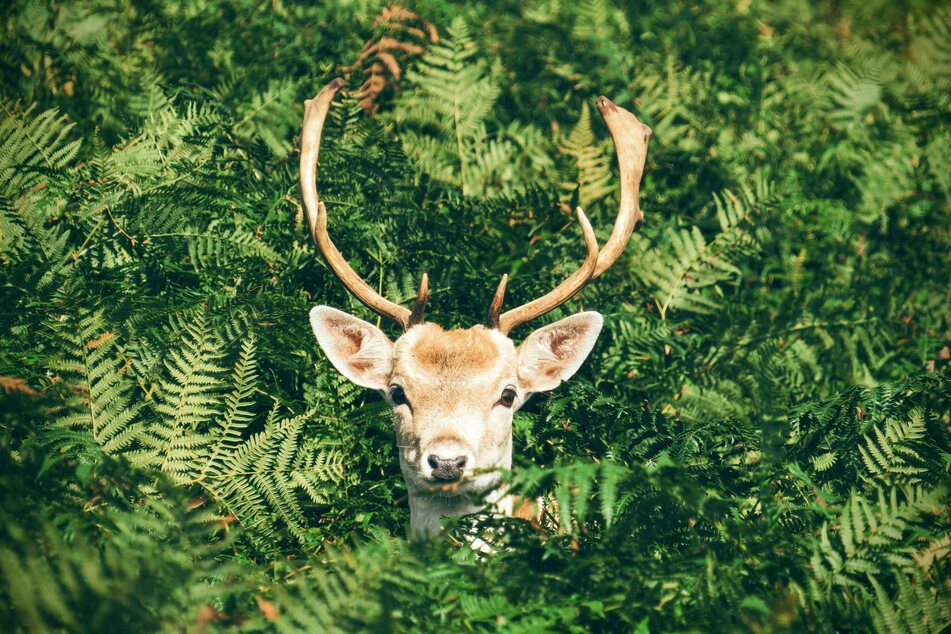 A newly released report warns of the potential for CWD to spill from game to humans and has set out recommendations on how to prepare and respond to an outbreak.