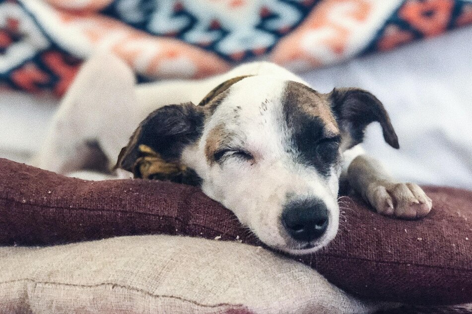 How much do dogs sleep? What owners need to know