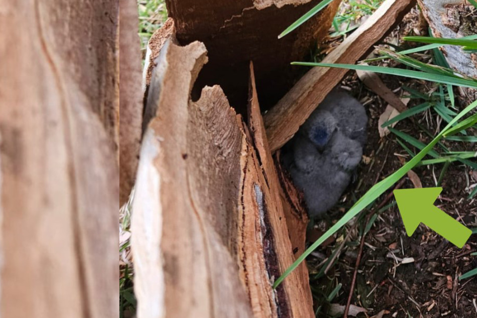 Animal rescuers spring into action to save tropical mystery birds