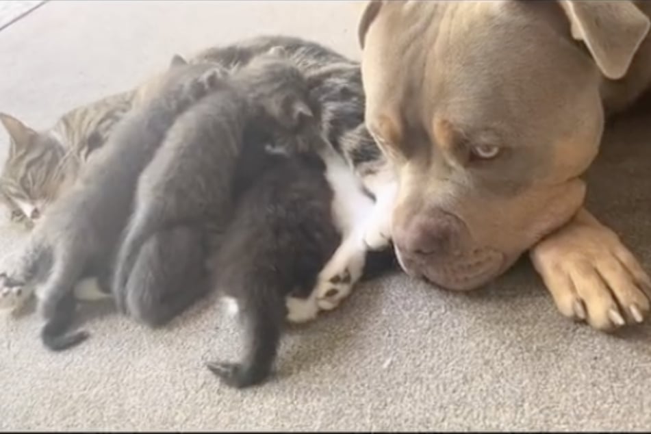 Giant dog ends up being amazing "midwife" to pregnant cat sibling