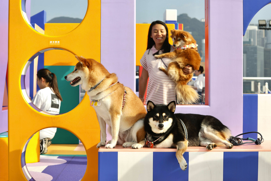 There are many Japanese dog breeds out there.