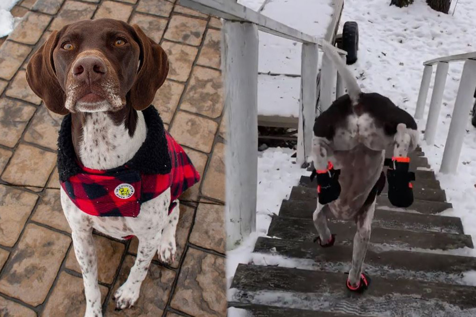 This dog loves taking the stairs two paws at a time