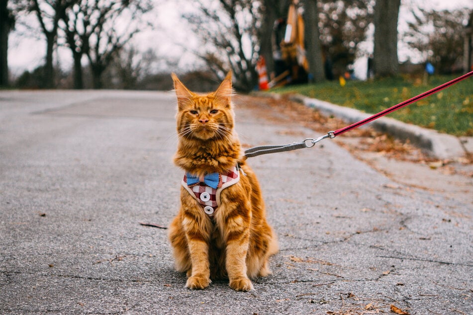 Cats should be walked if they're living in a small and cramped apartment.