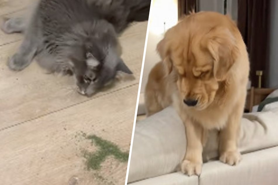 Dog is adorably worried over cat's sudden strange behavior – the reason behind it is hysterical!