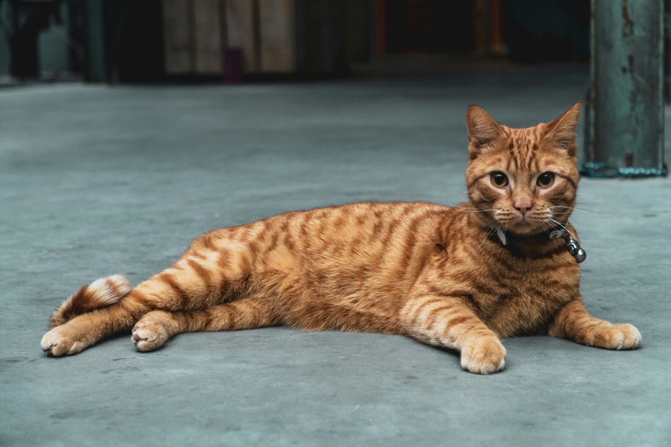 Savannah cats are gorgeous but intimidating cats.