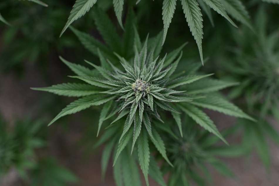 More than half of all US states have legalized recreational and medical marijuana.