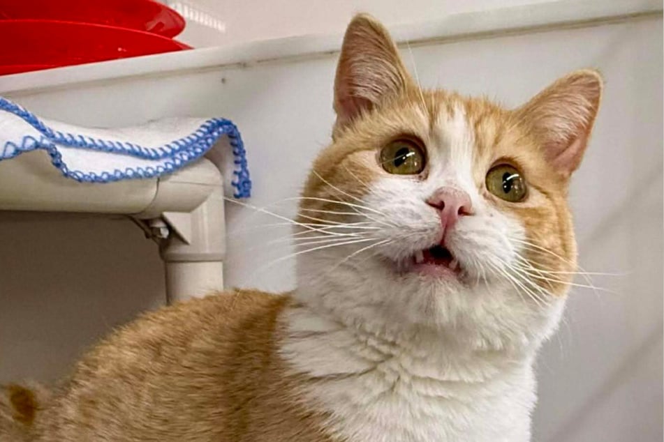 The cat's adorably awkward expression is causing a stir online.
