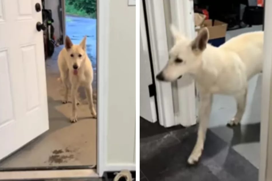 Emaciated puppy has heartwarming transformation after being found!