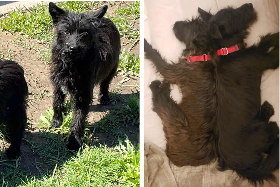 Doggie duo has cutest reunion after emotional rescue