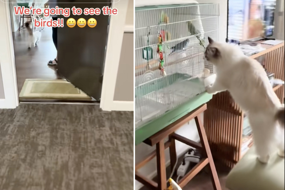 In the neighbor's apartment, the cat always rushes straight to the bird cage.
