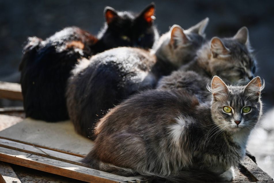 There are many cat breeds in the world, some more popular than others.