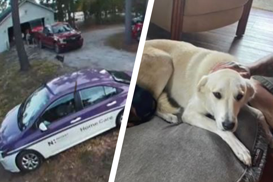 Missing dog gets heartfelt homecoming that has TikTok all ears