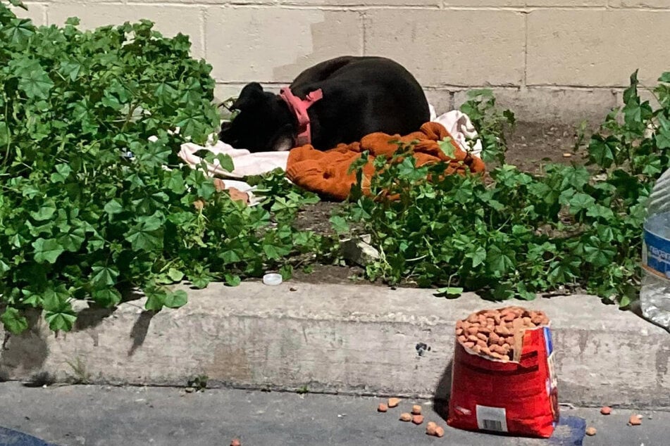 A dog named Nirvana waited on her blanket waiting for her family to return.