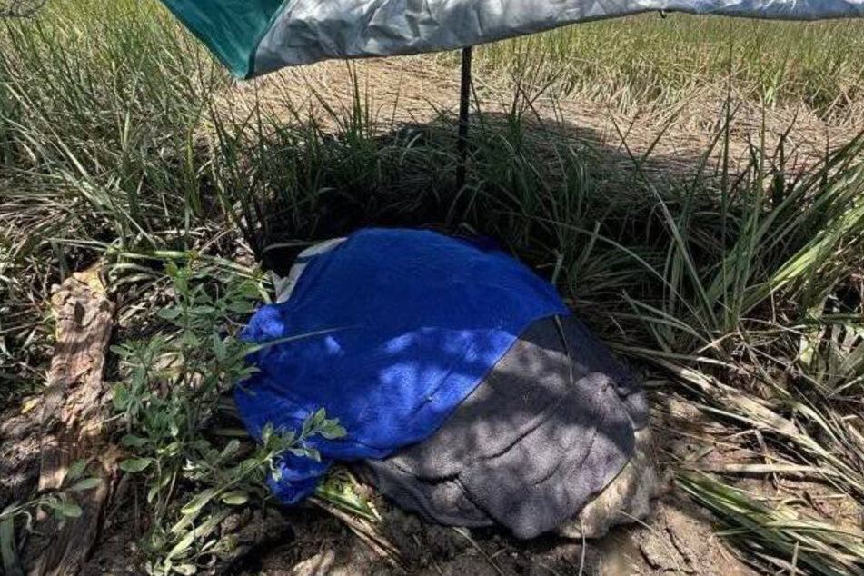Wilbur the turtle was protected from the heat with wet towels.