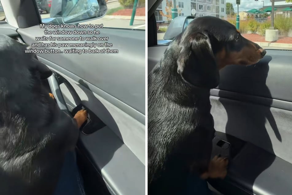 Clever dog learns how to work the car windows – and he's using his new powers for evil