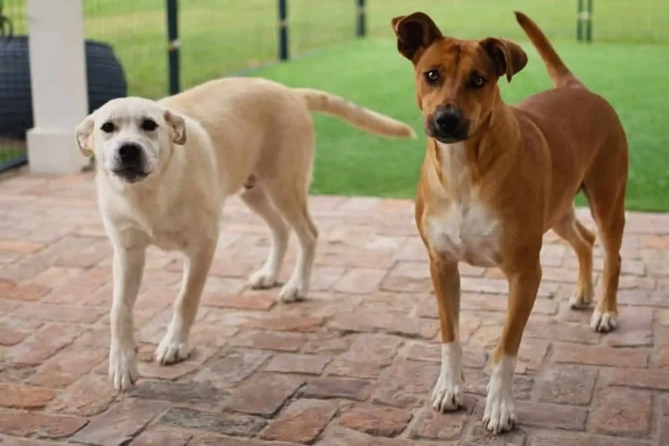 The mother dog and her puppy – now very grown – are doing well these days!