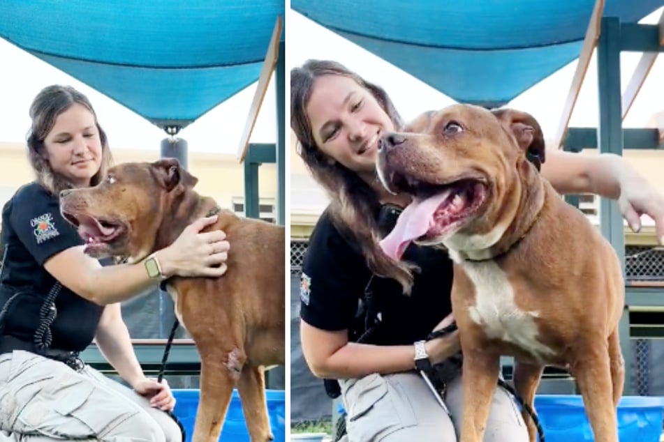 Dog abandoned at shelter after 14 years in tragic story that has TikTok reeling