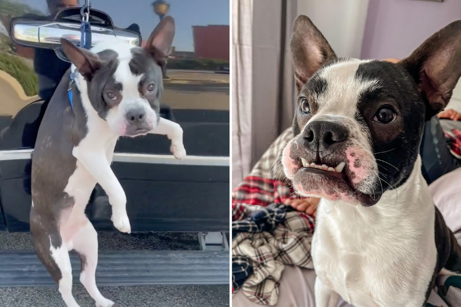 Archie doesn't seem like the smartest of dogs, but he's now an animal star on TikTok.
