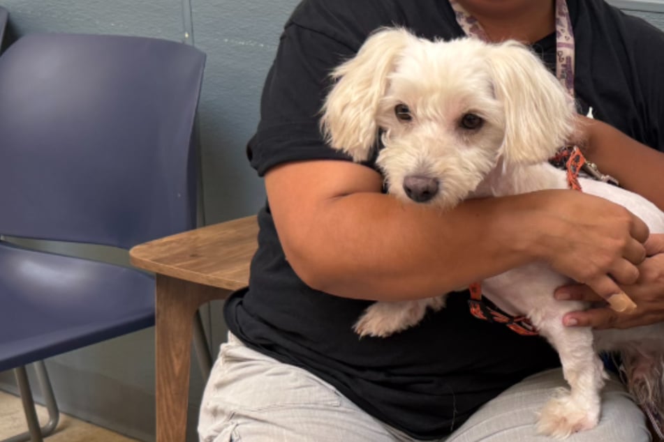 Lost dog reunited with owners after three long years: "Every day I was thinking about him"