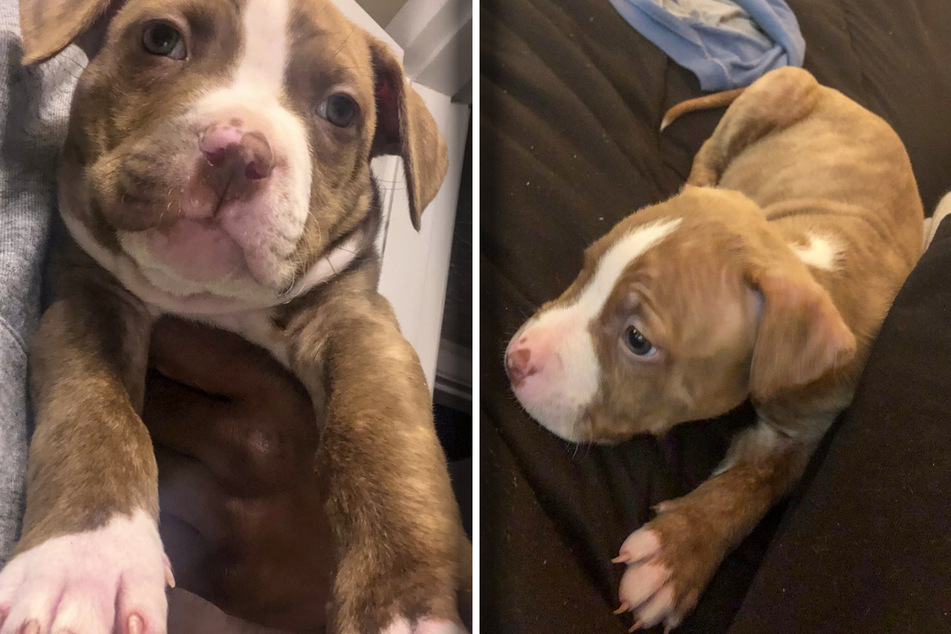 Look how cute this dog was as a puppy!