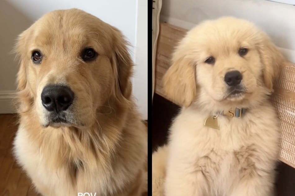 The now one-year-old Zebby has changed a lot since his viral encounter with the cucumber.