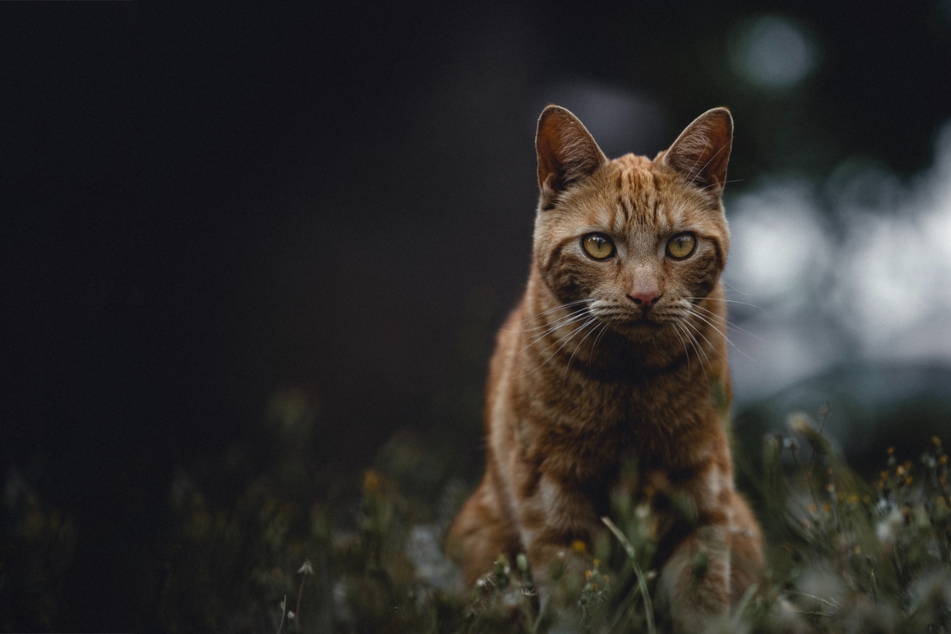 Cats' night vision can be very impressive to us mere humans!